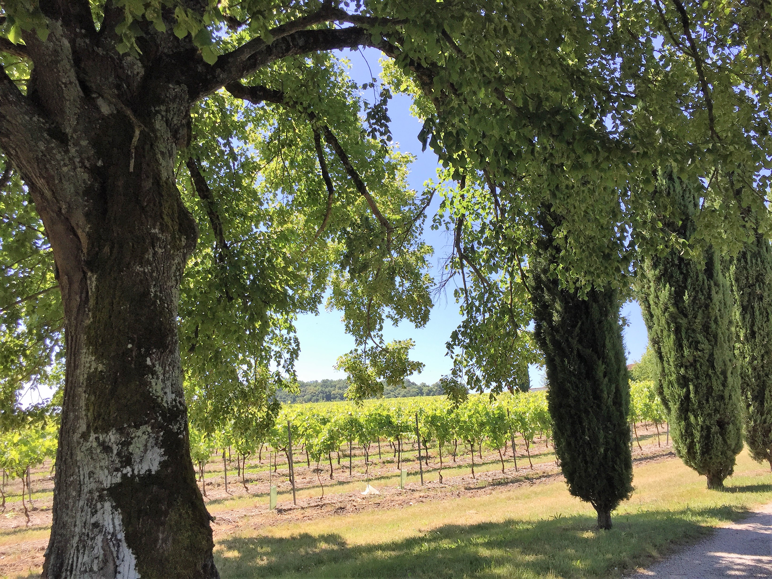 Livingincognac 2017 vineyards