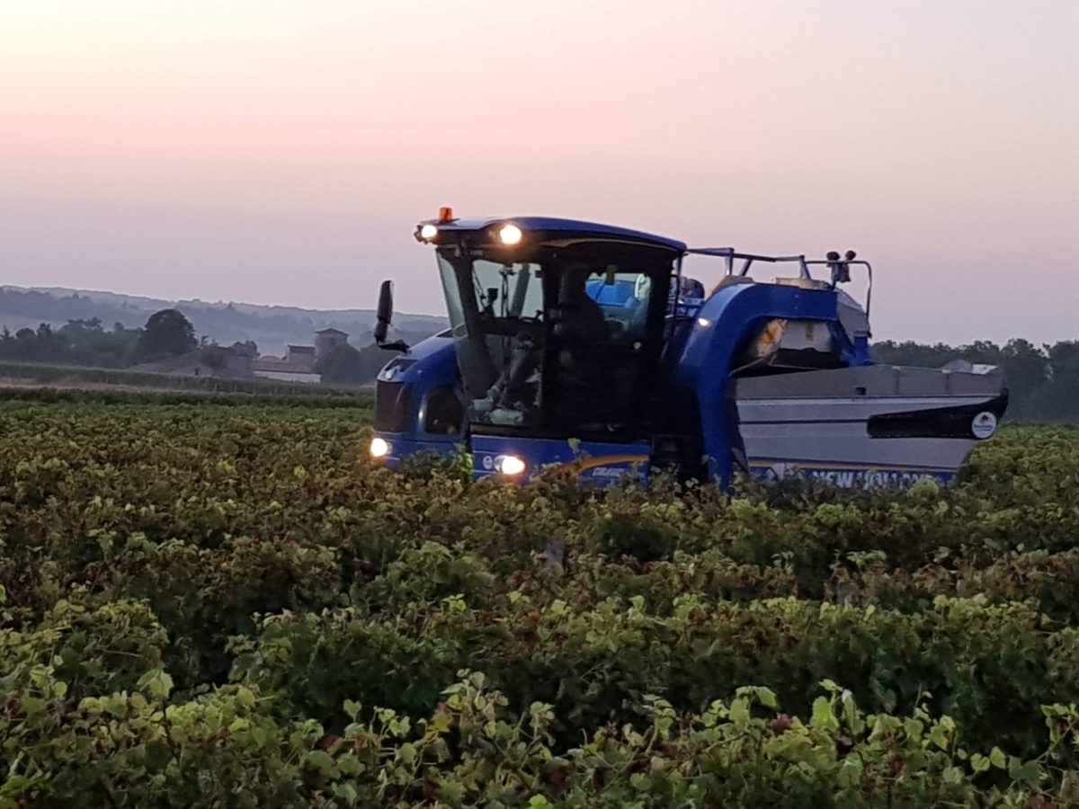living-in-cognac 2018 harvest