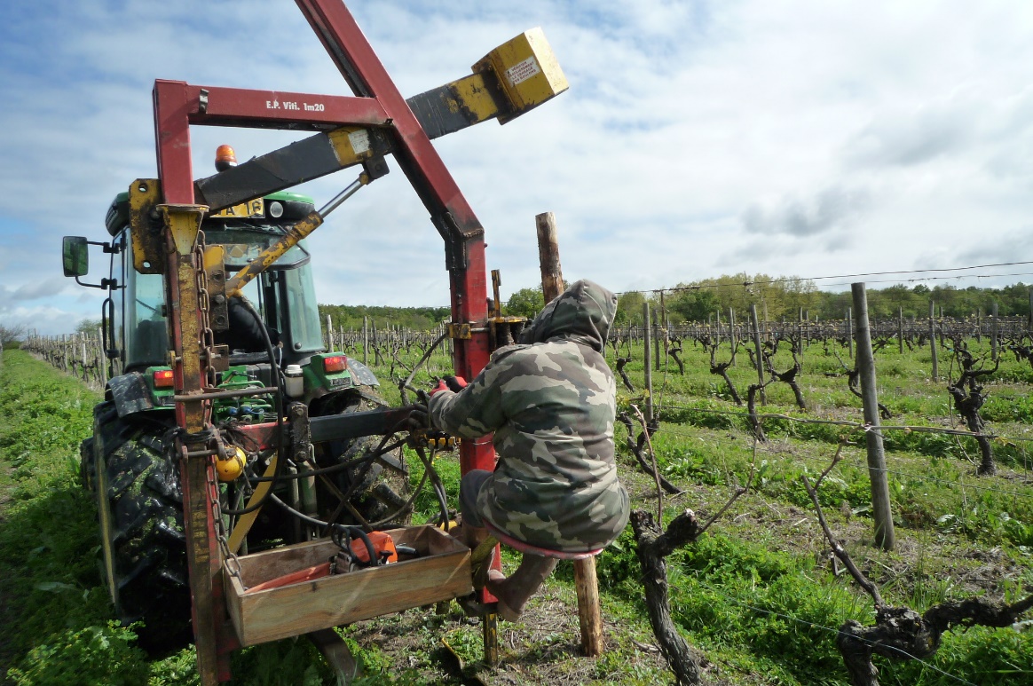 livingincognac 2016 - vineyards