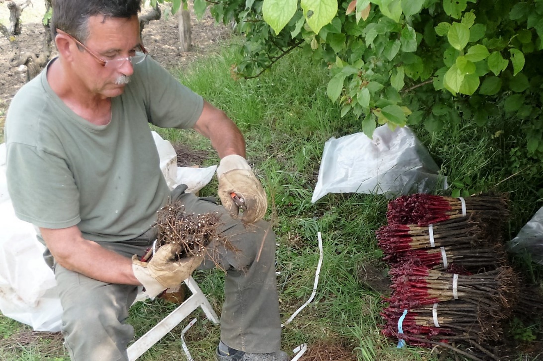 livingincognac 2016 plantation