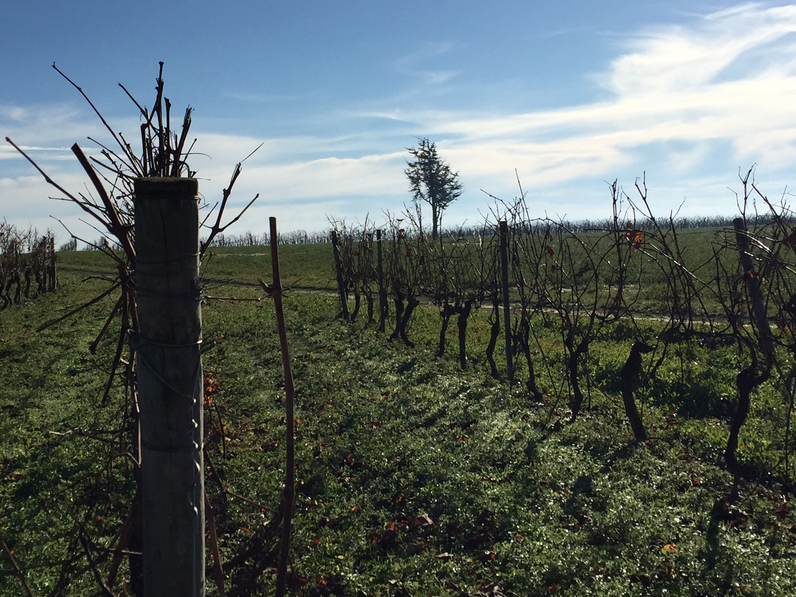 livingincognac - truffieres et vignes