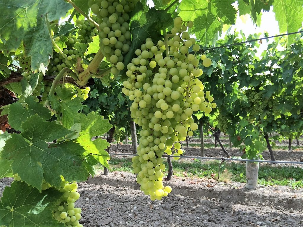 cognac vineyard