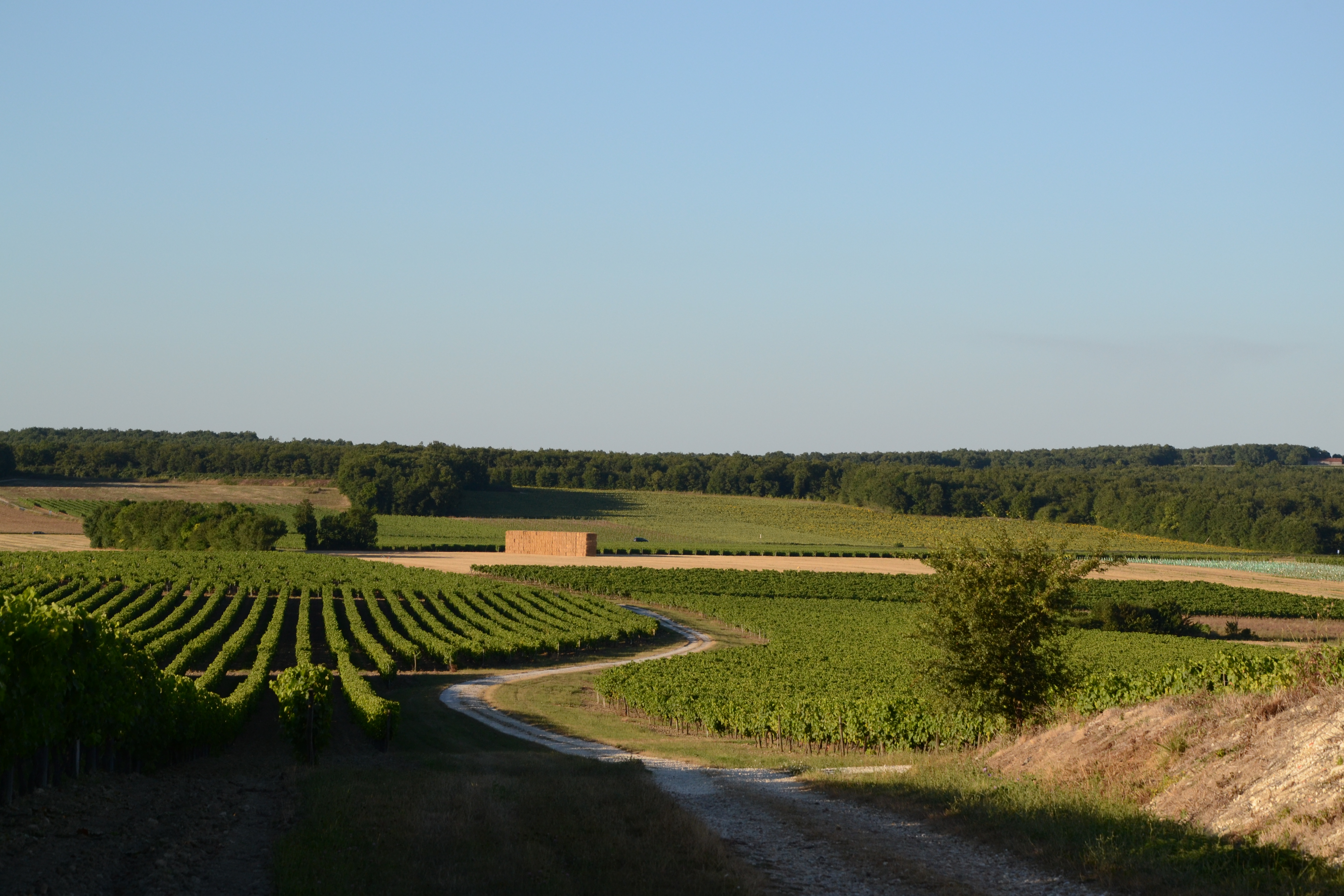 livingincognac-cognacvineyards