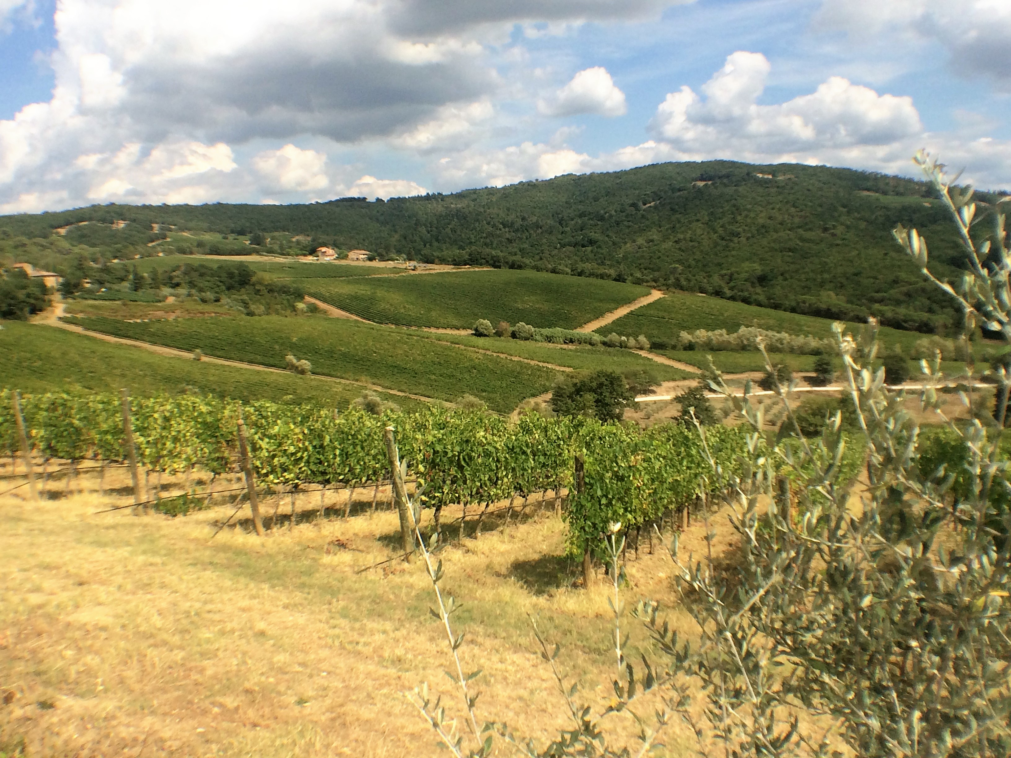 livingincognac-chianti-vineyards