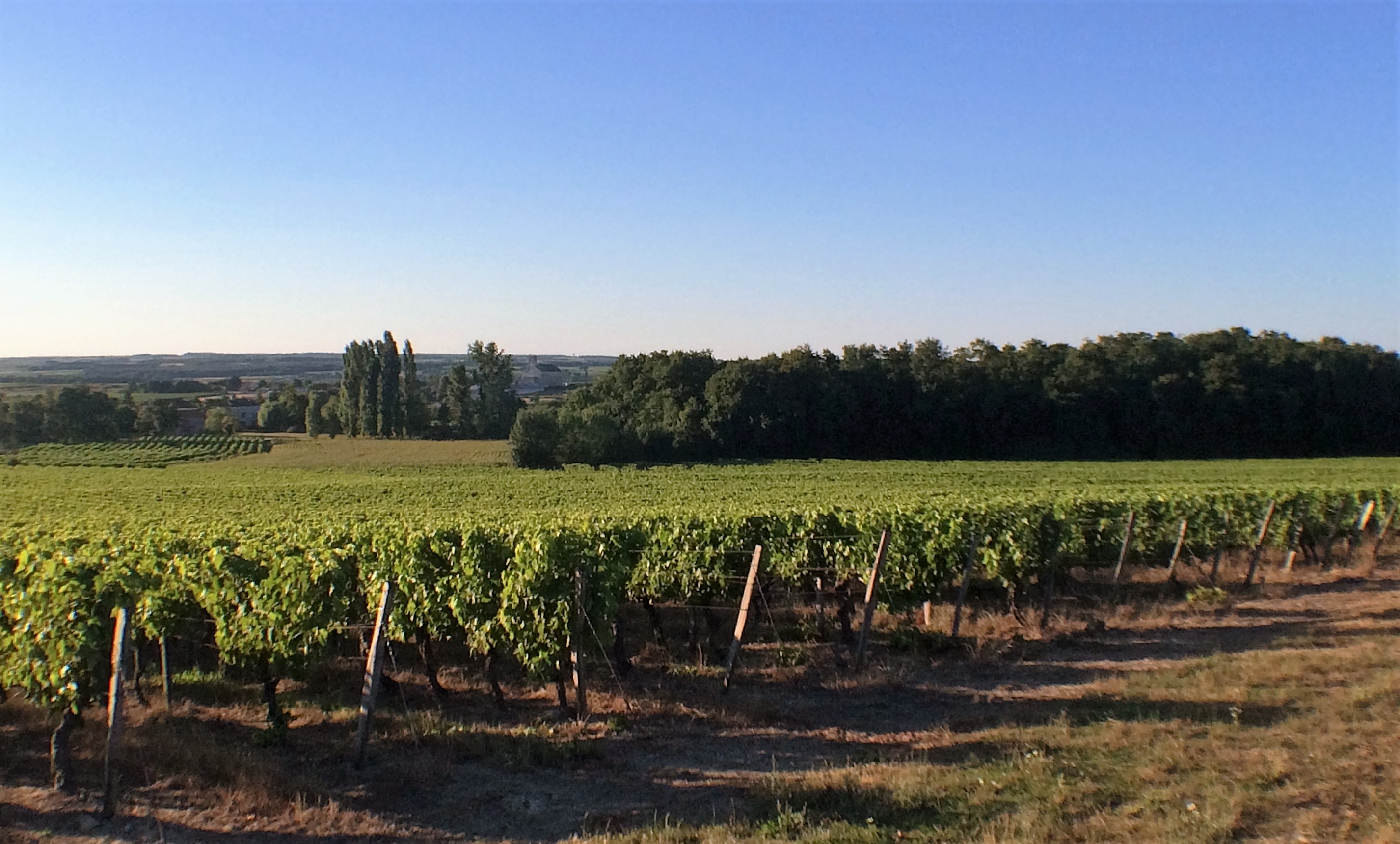 livingincognac-cognacvineyards