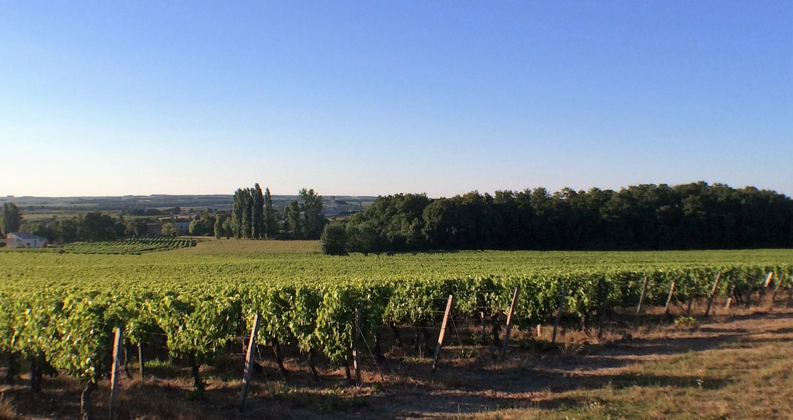 livingincognac-sunset-cognacvineyards