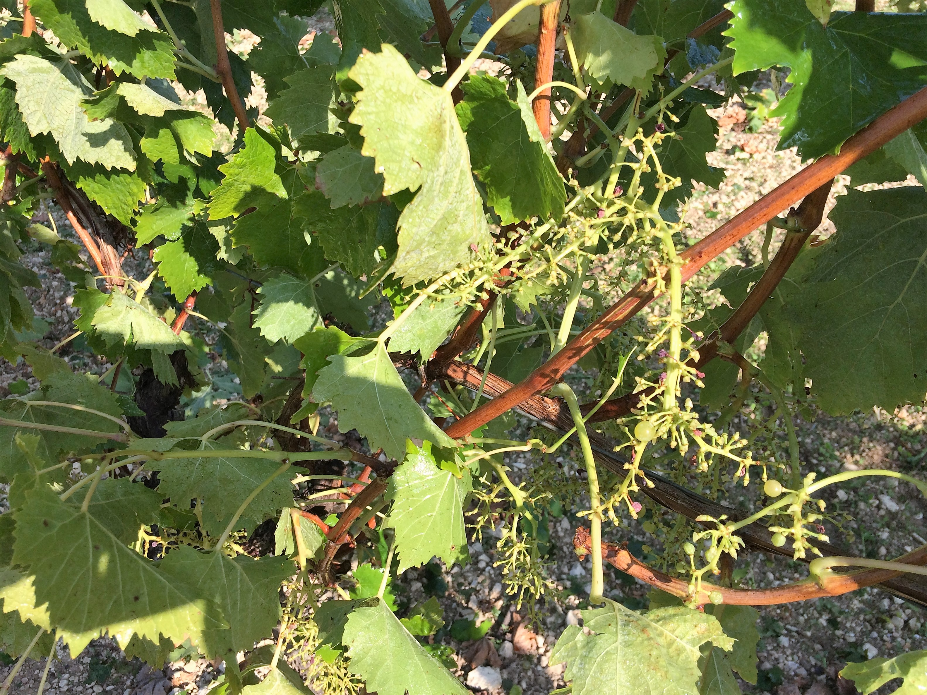 cognac-harvest-2016-living-in-cognac