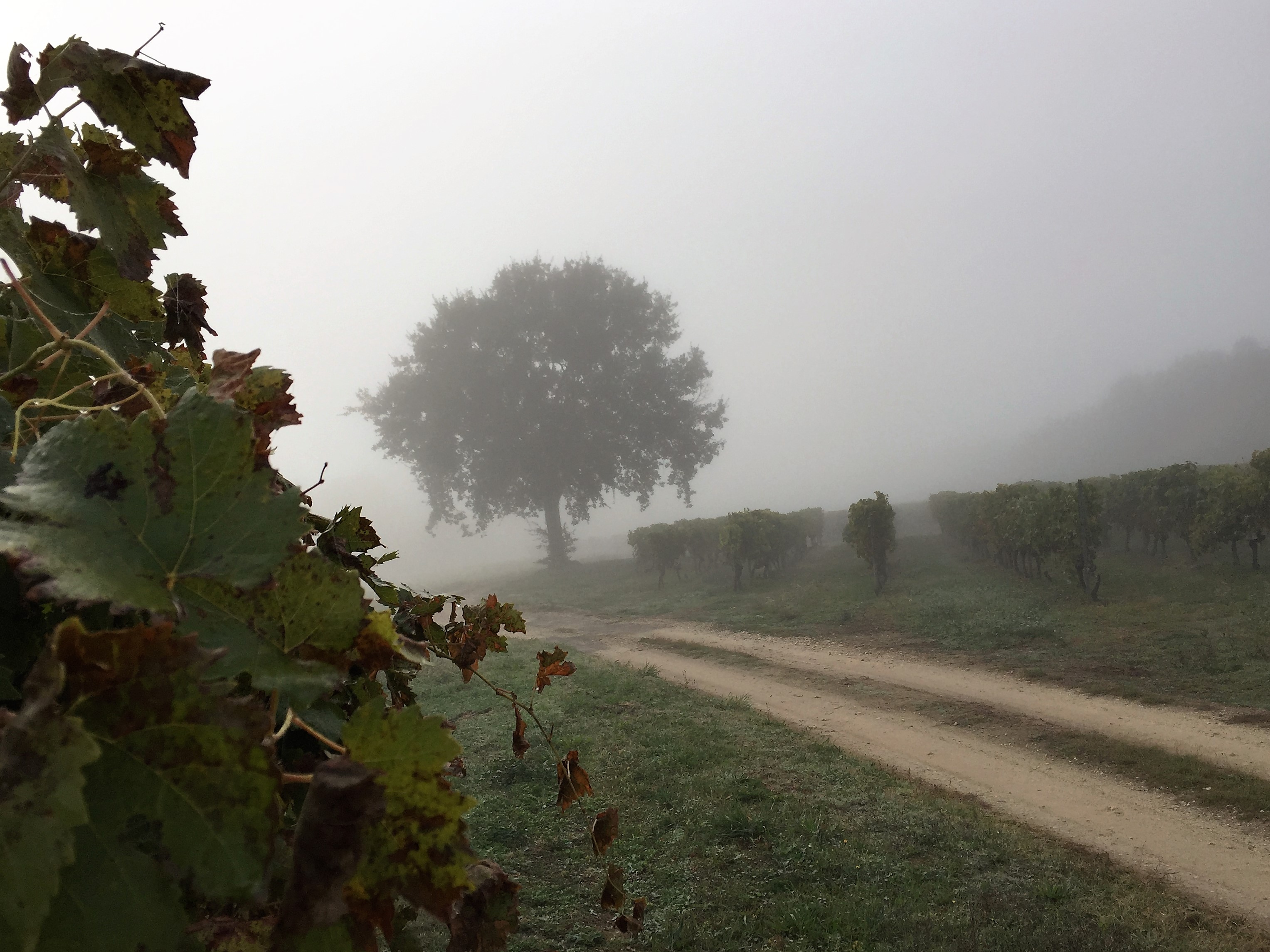 livingincognac 2016 vignes dans le brouillard