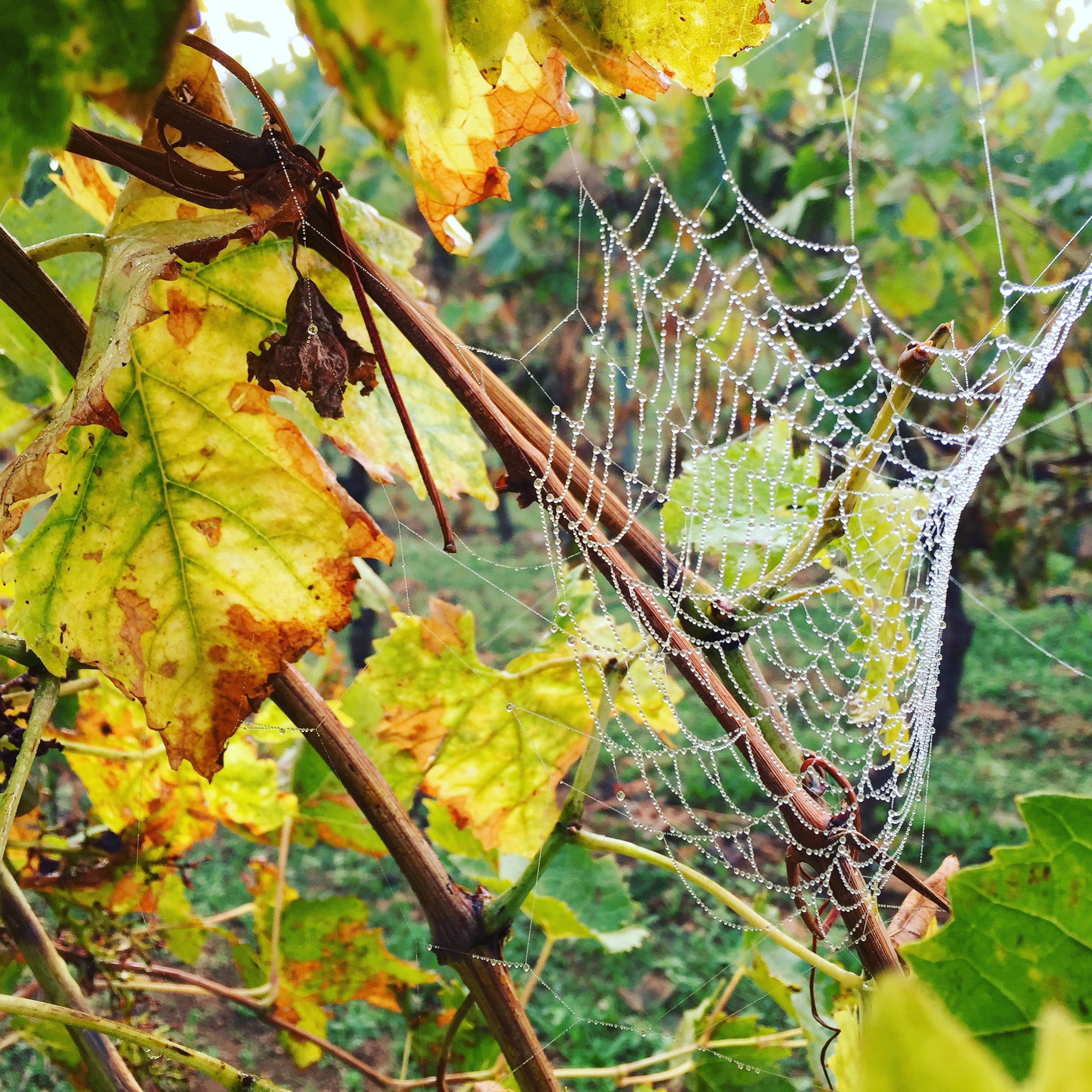 livingincognac-2016-octobre-vignes-6