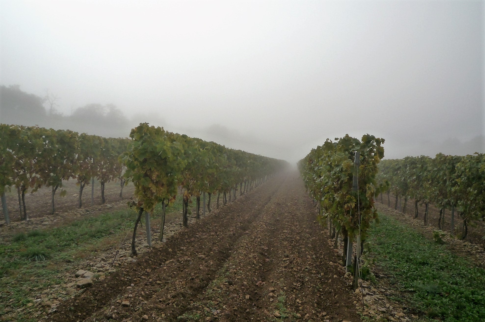 livingincognac 2016 vignes dans le brouillard