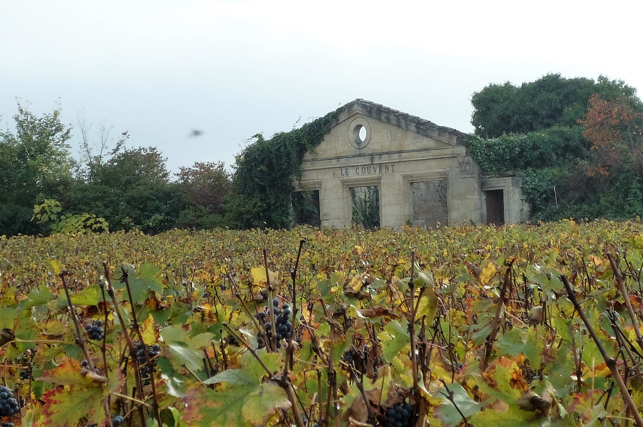 livingincognac 2016 saint emilion