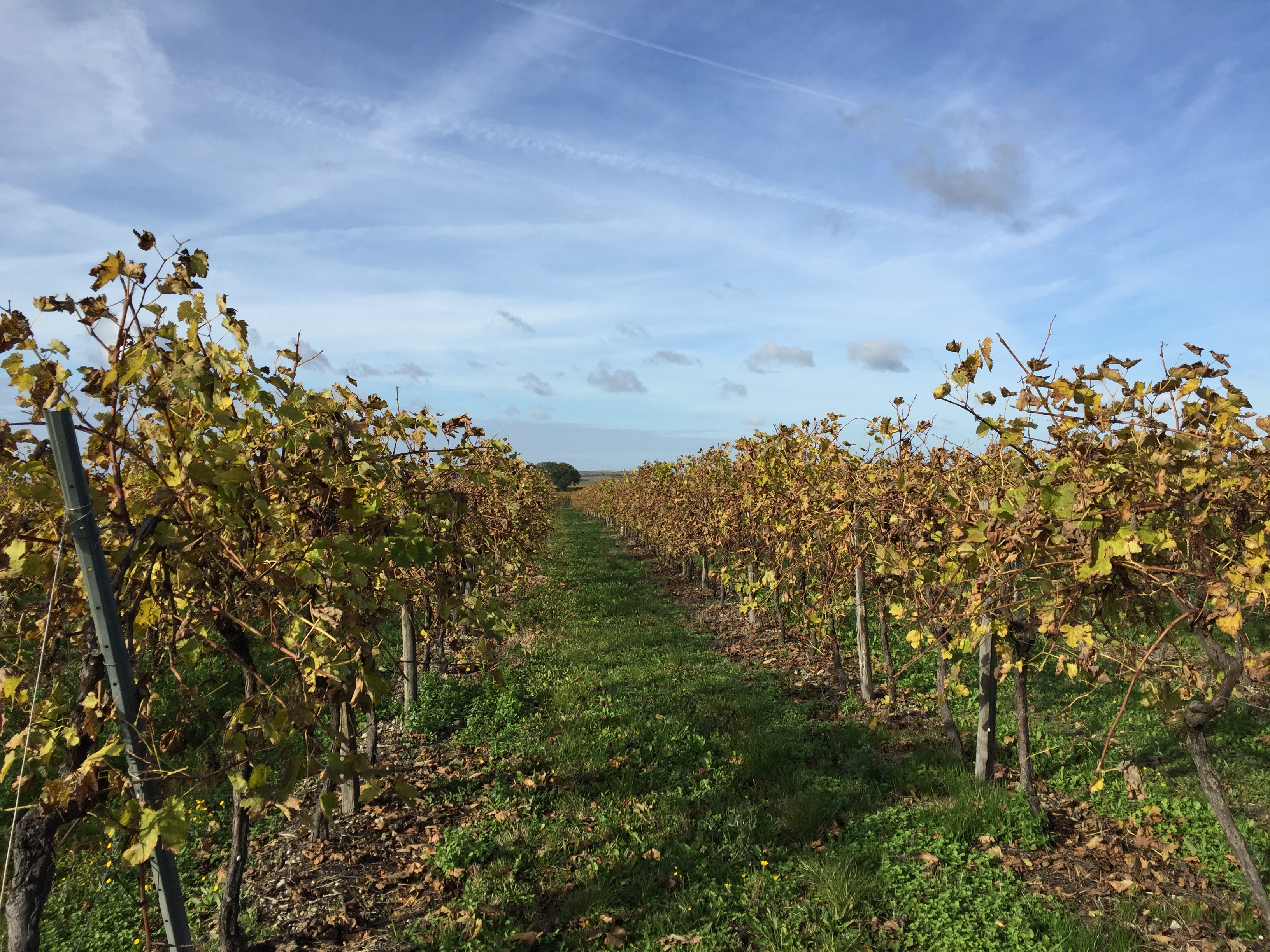 livingincognac-2016-autumn-in-vineyard-16