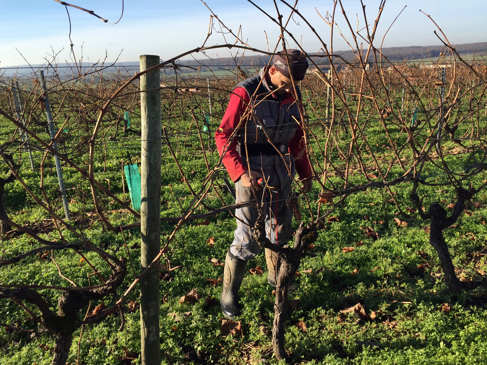 livingincognac 2016 - pruning