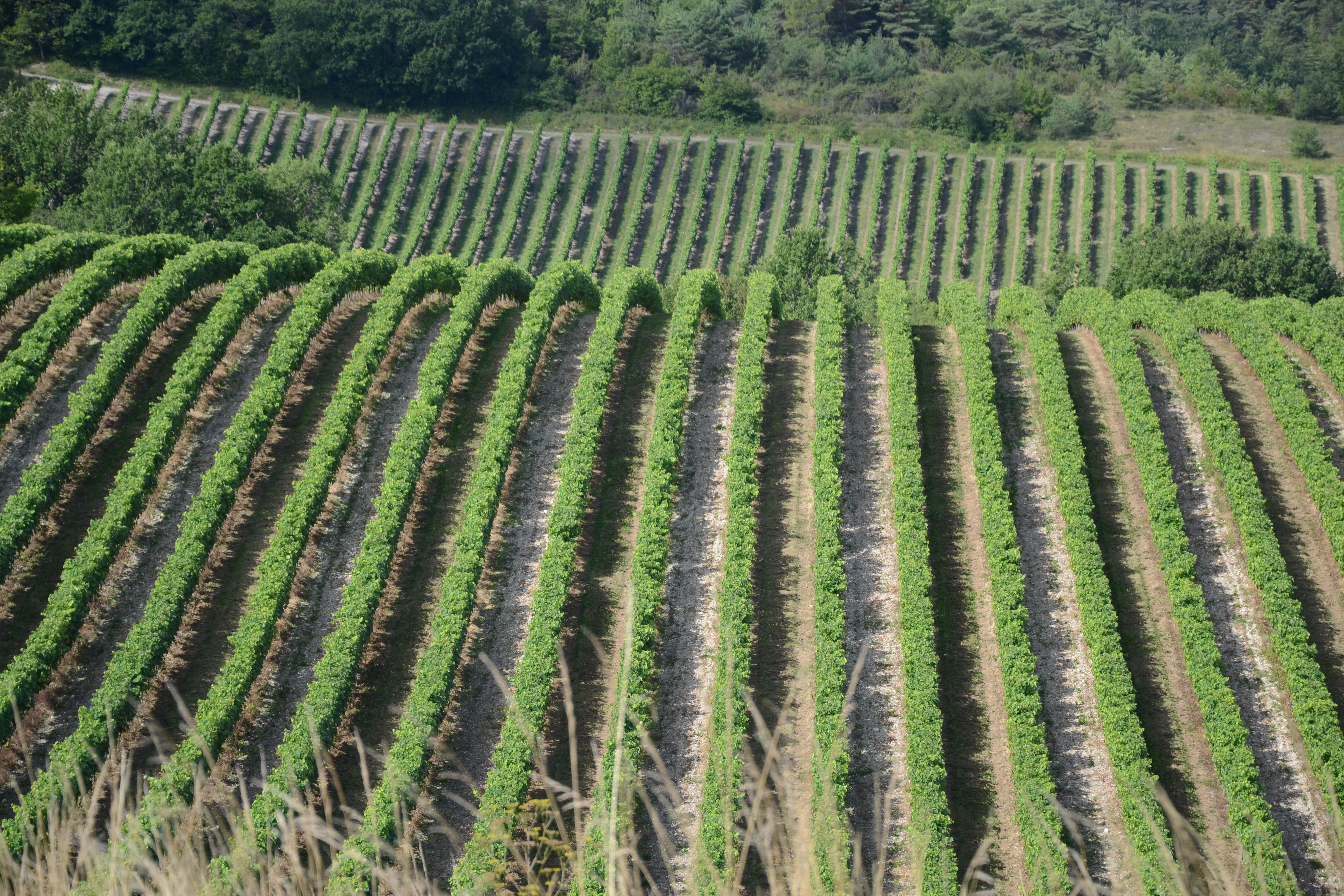 livingincognac 2016 vineyards