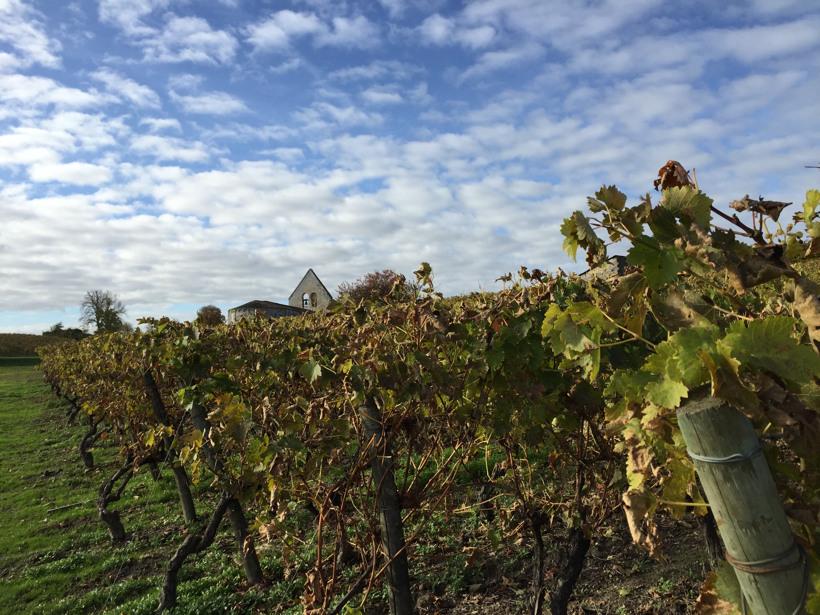 livingincognac-2016-autumn-in-vineyard