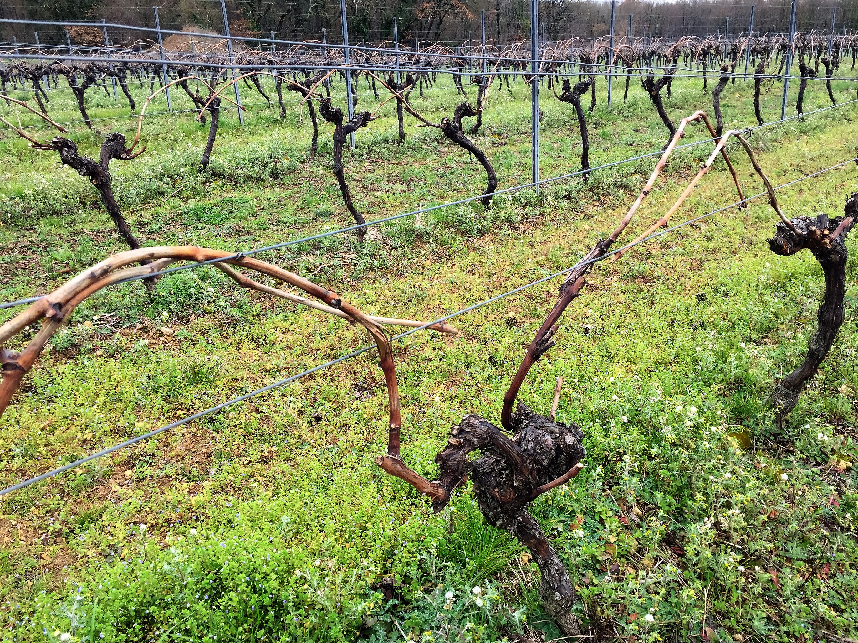 Livingincognac pruning