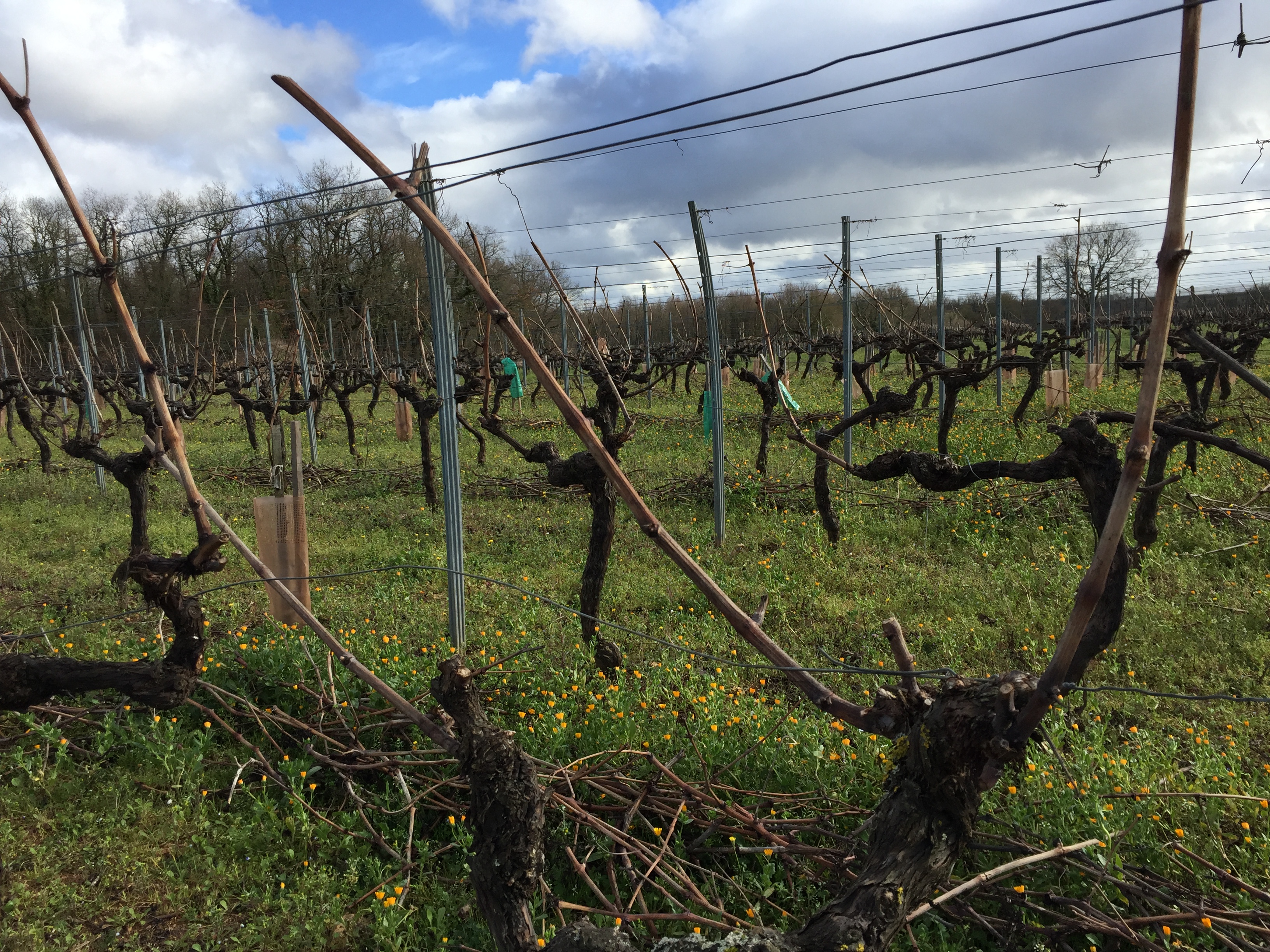 Quel est votre sécateur préféré pour tailler les vignes ? Ces vignerons  expliquent leur choix