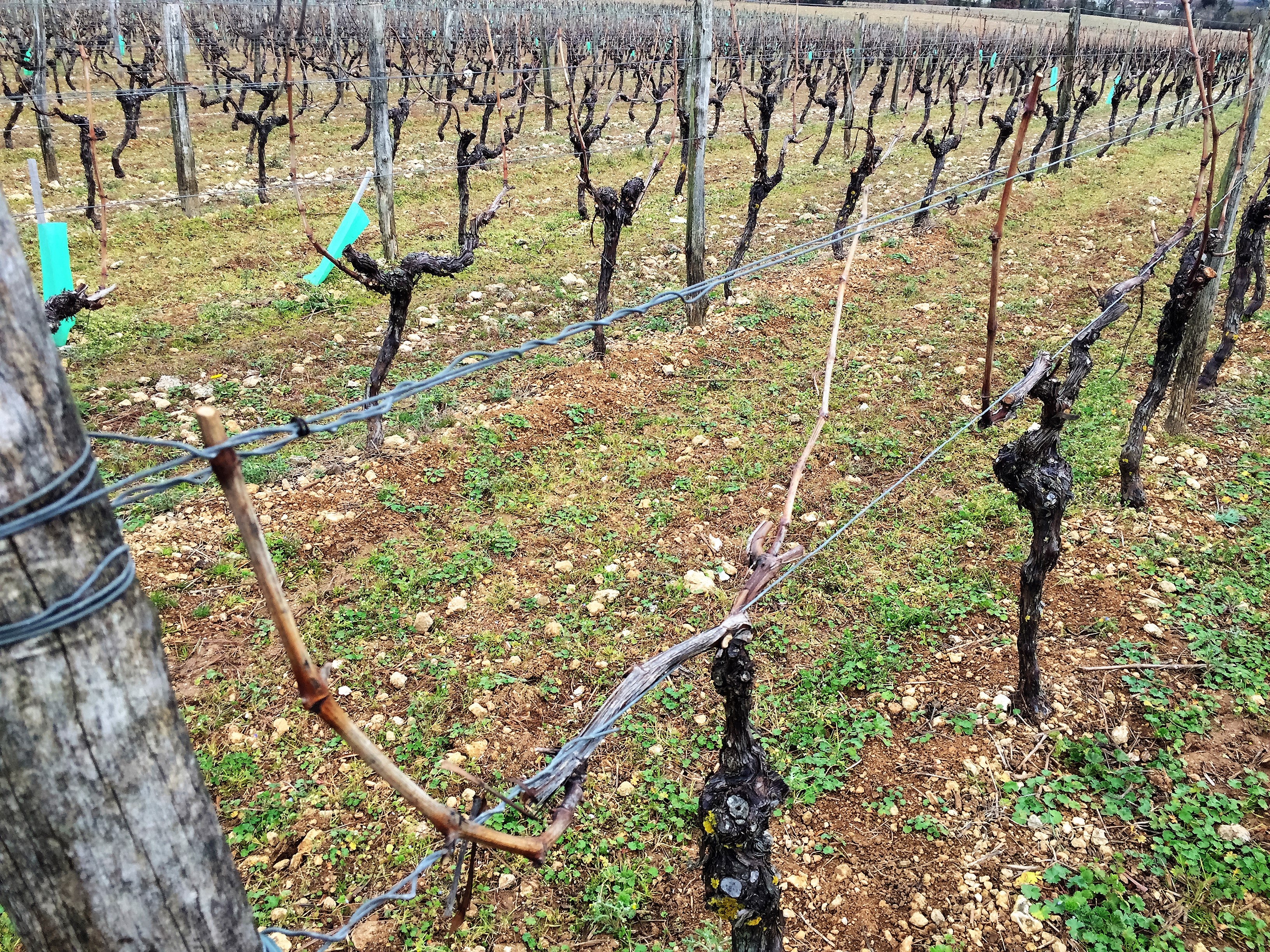 livingincognac pruning (2)