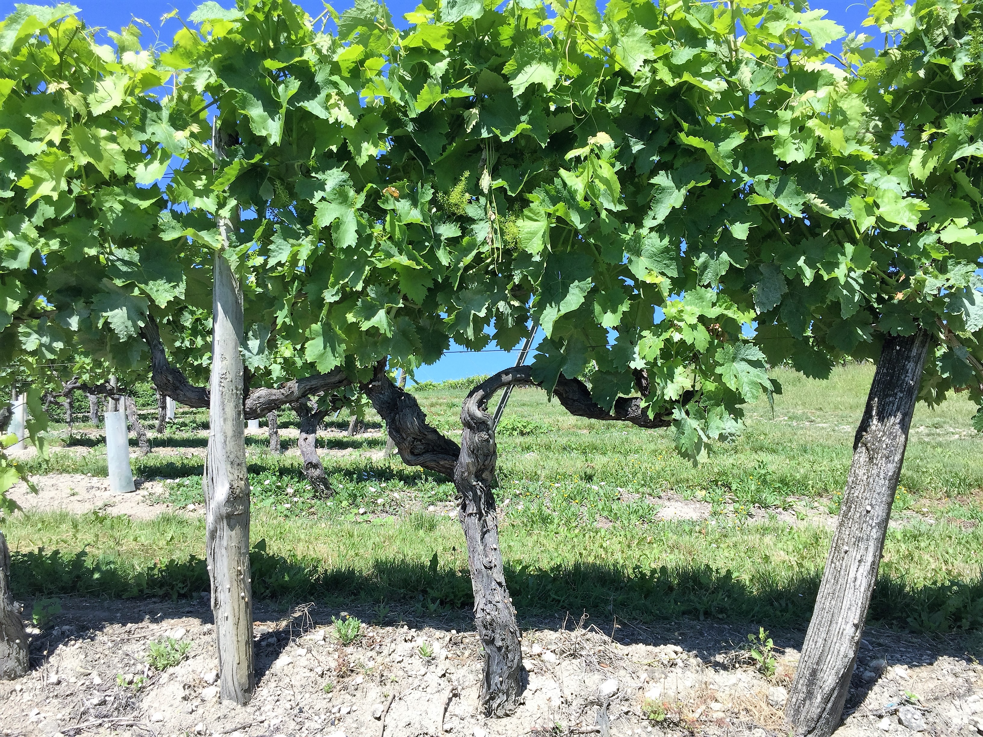 living-in-cognac terroir