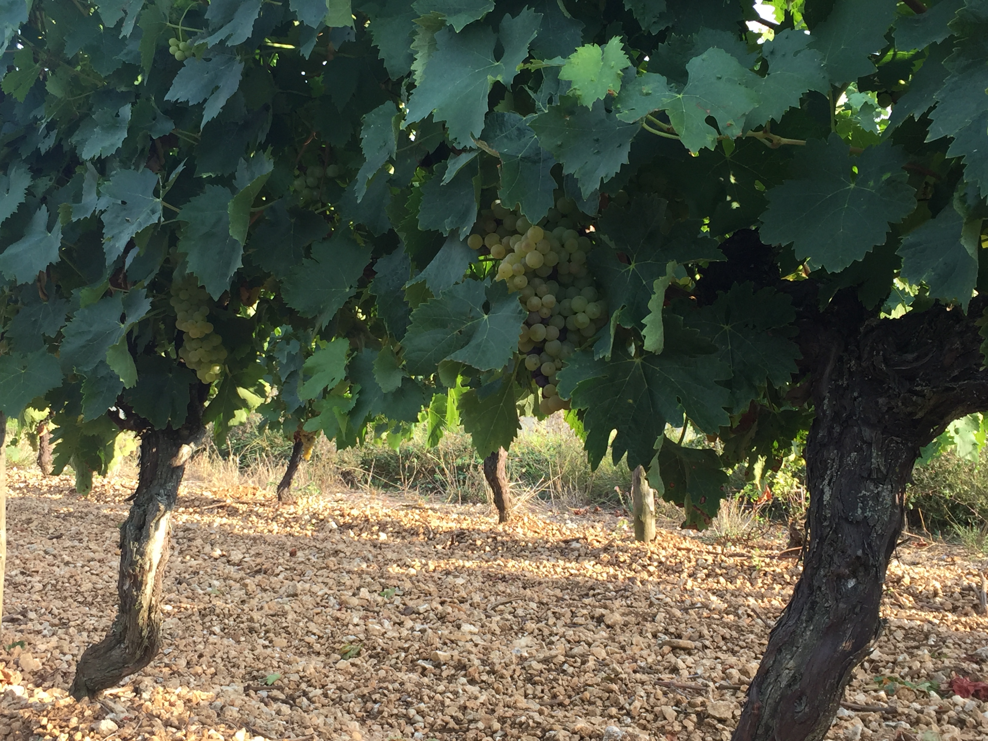 le bas pays du cru fins bois de cognac