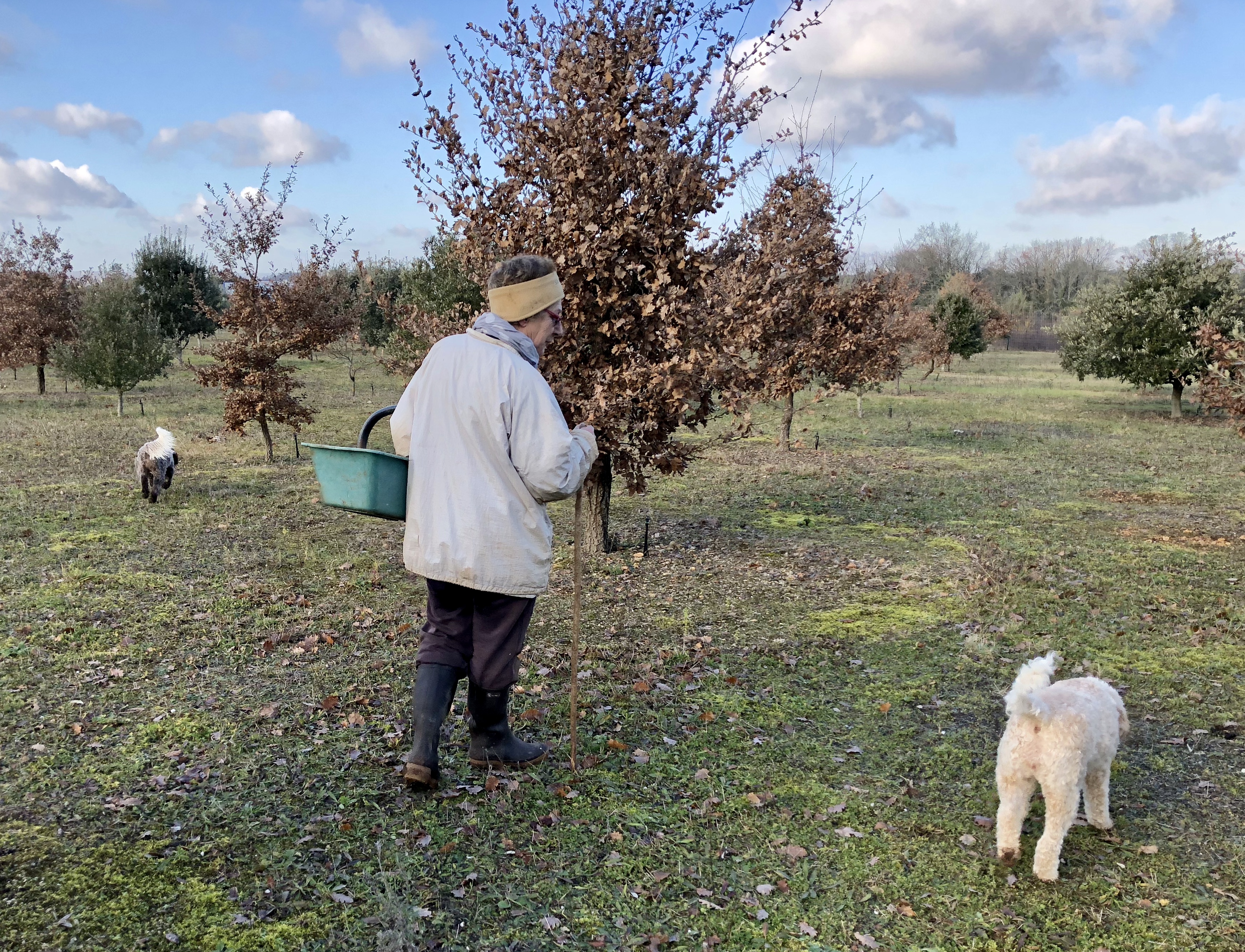 livingincognac 2017 truffe truffle