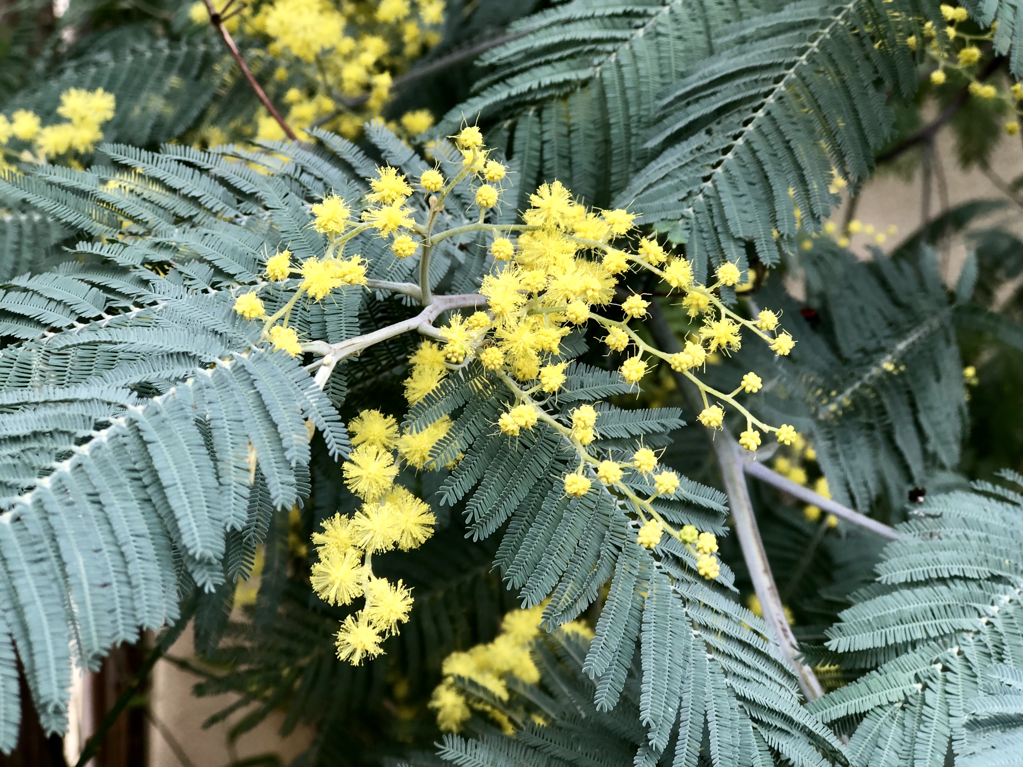 livingincognac 2018 wattle tree