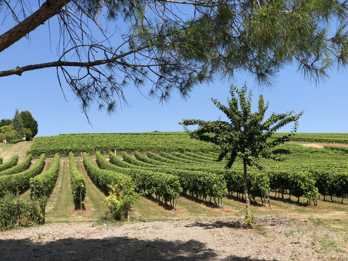 les vignes de cognac en plein été