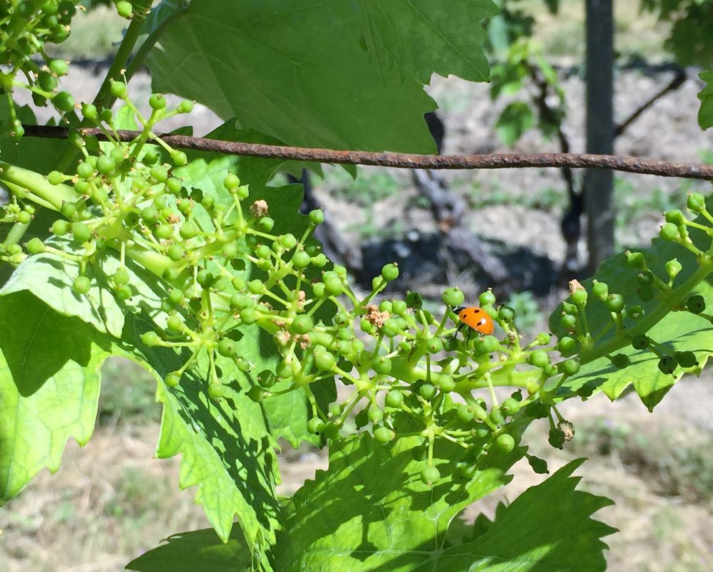 living-in-cognac-coccinelle