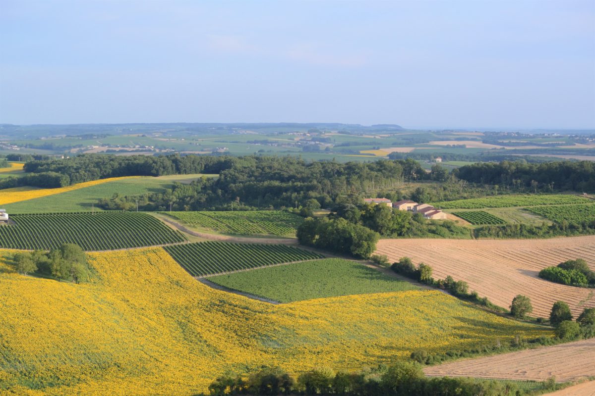 Vol en montgolfière au dessus des vignes de cognac