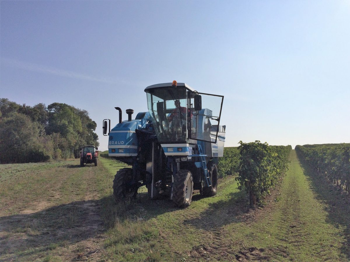 machine à vendanger dans les vignes de cognac