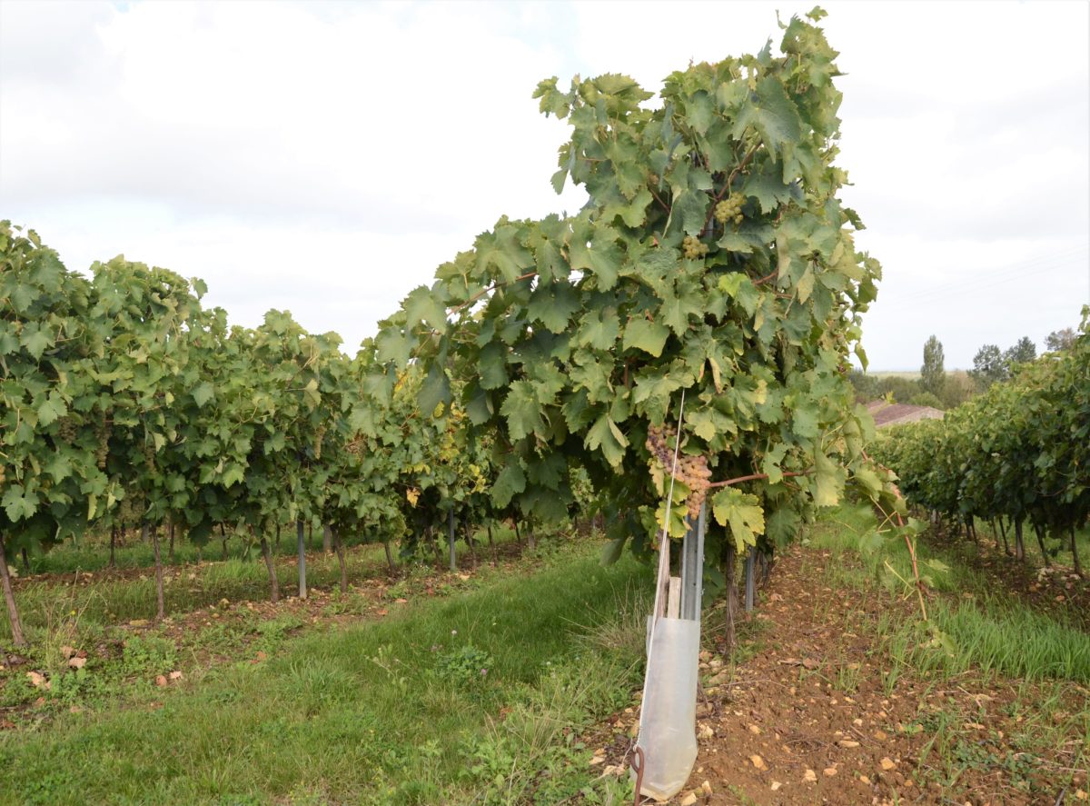 vignes dans les borderies de cognac