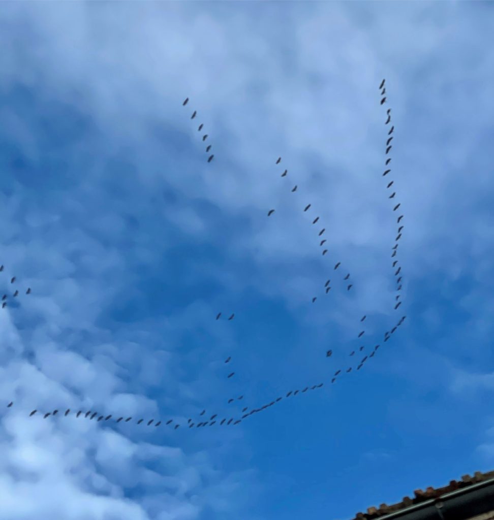 migratory birds
