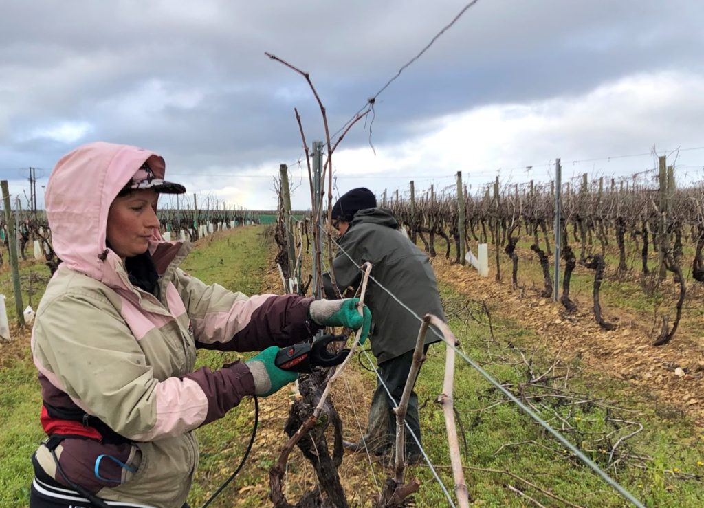 binding the vines of cognac
