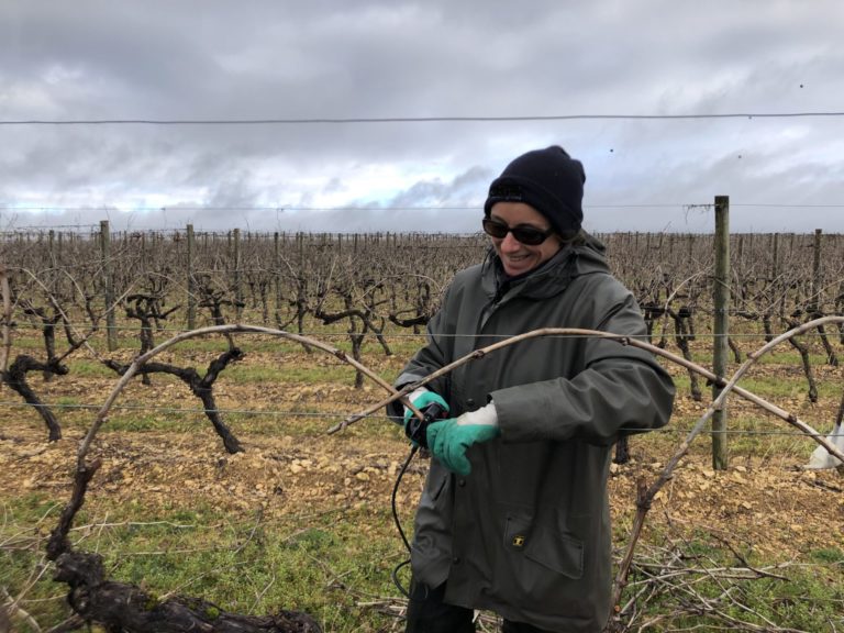 binding the cognac vines