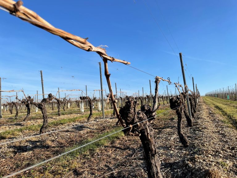 vignes attachées