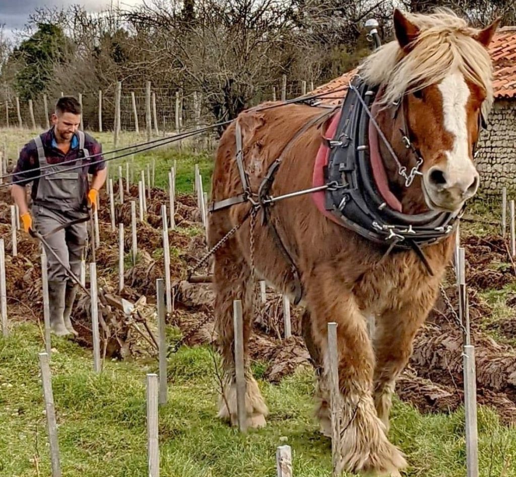 dans es vignes de Rouill'Bouc avec Antoine et Cachou