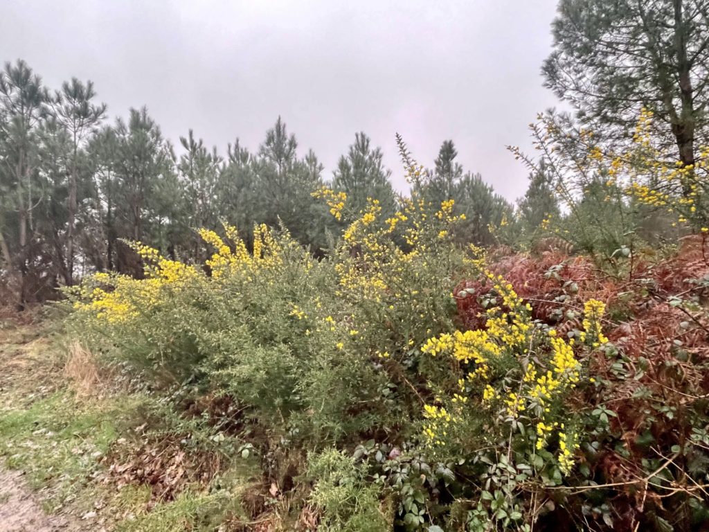 les landes entourant le vignoble de Rouill'Bouc