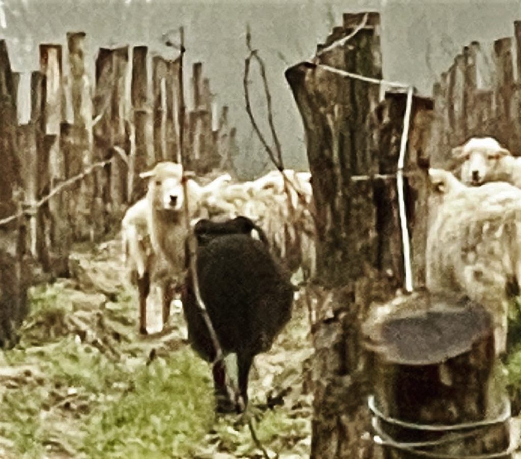 Les moutons des Tondeuses de Rouill'Bouc dans les vignes