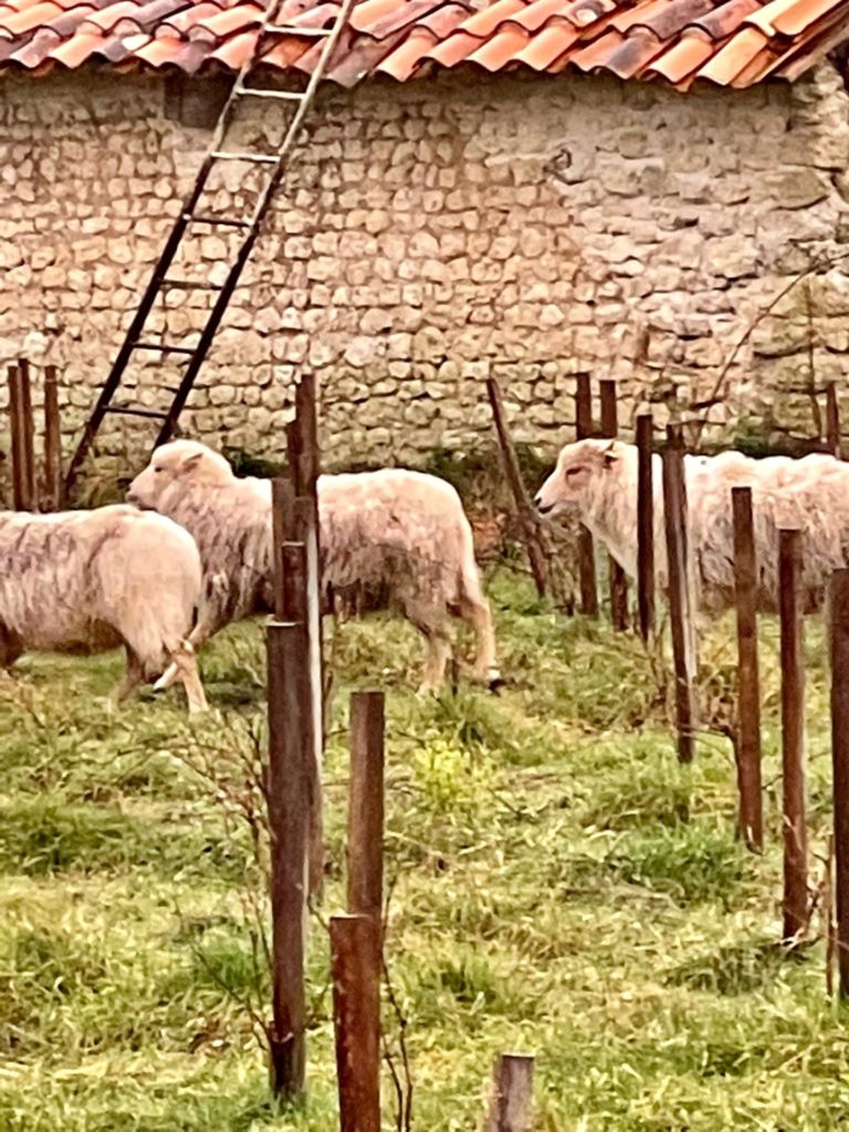 les moutons de Rouill"Bouc sous la pluie