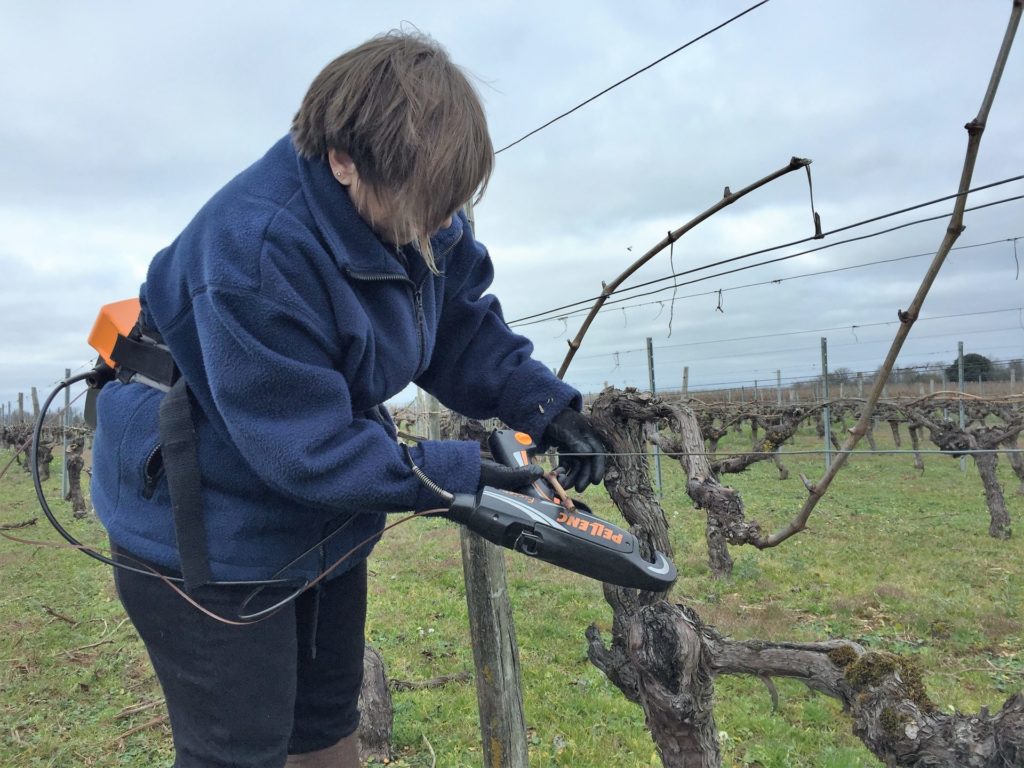 attachage de vignes