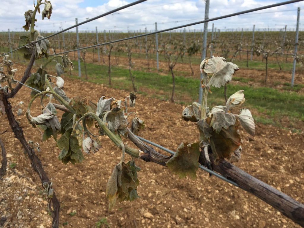 frost on the vine