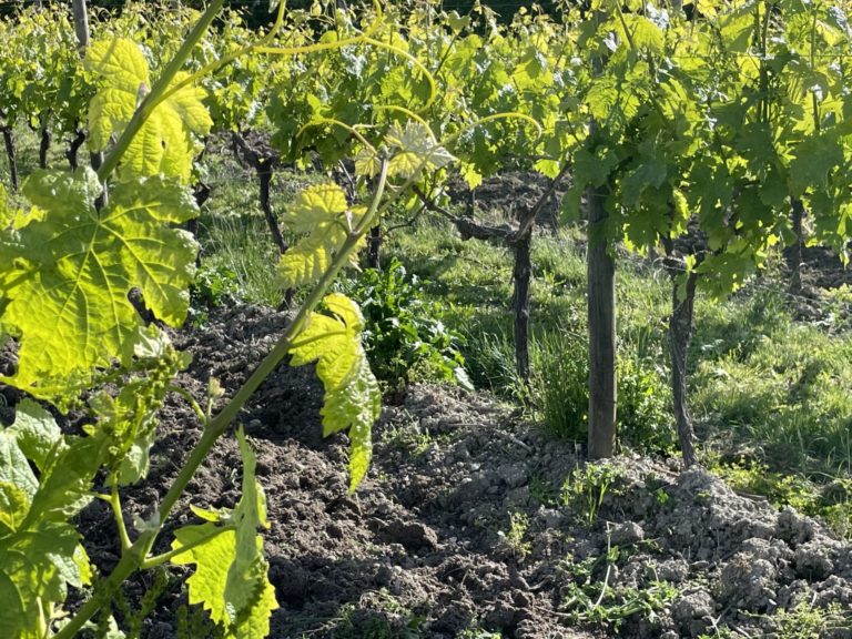 vignes de cognac au mois de mai