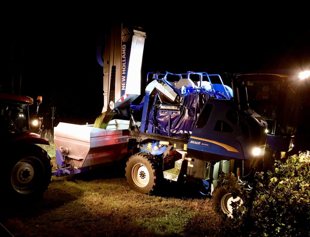 vendanges de nuit dans le cognac