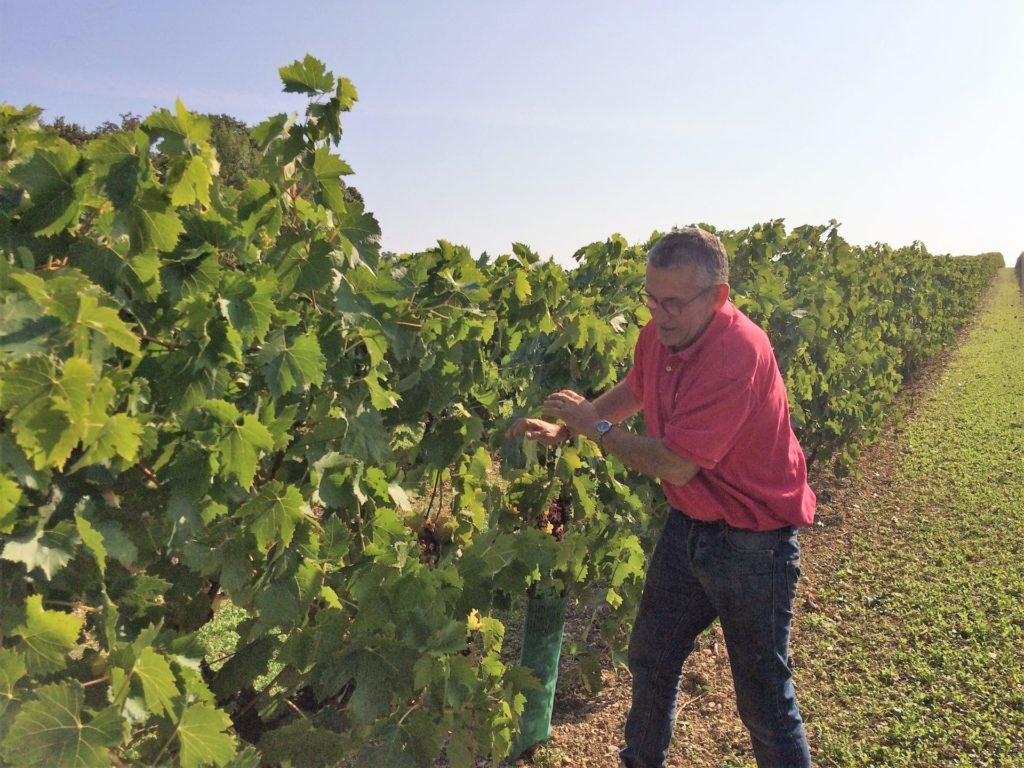 le viticulteur examine les grappes avant la vendange
