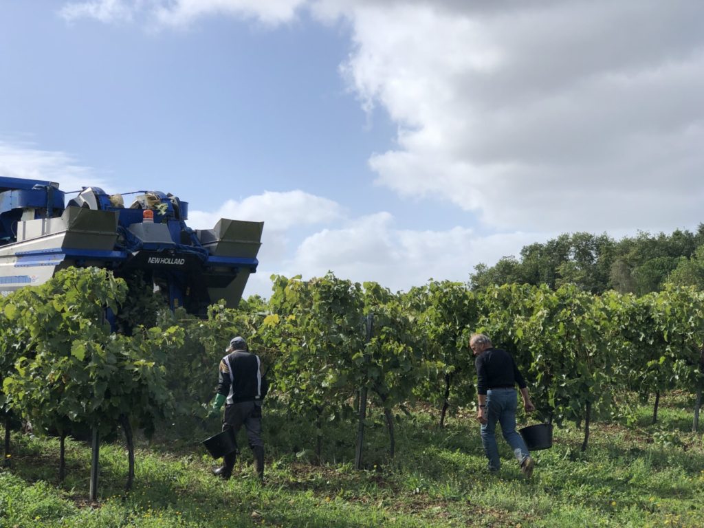 la machine à vendanger et les hommes qui suivent