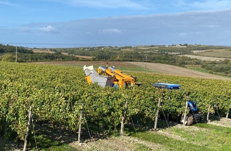 les vendanges devant l'estuaire de la gironde