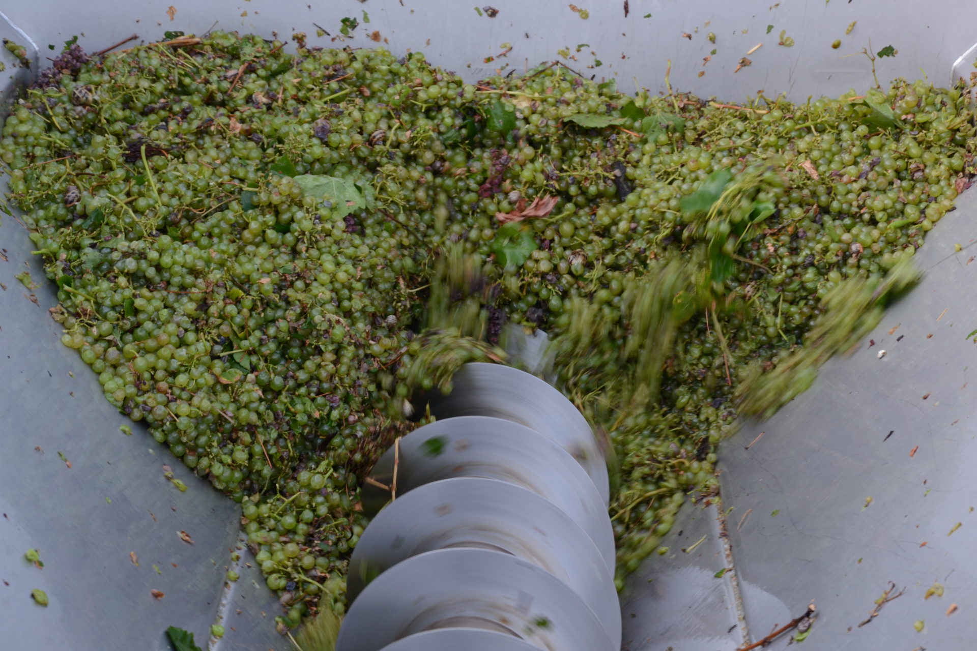 grapes going to the press
