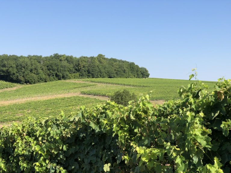 vigne de grande champagne de cognac