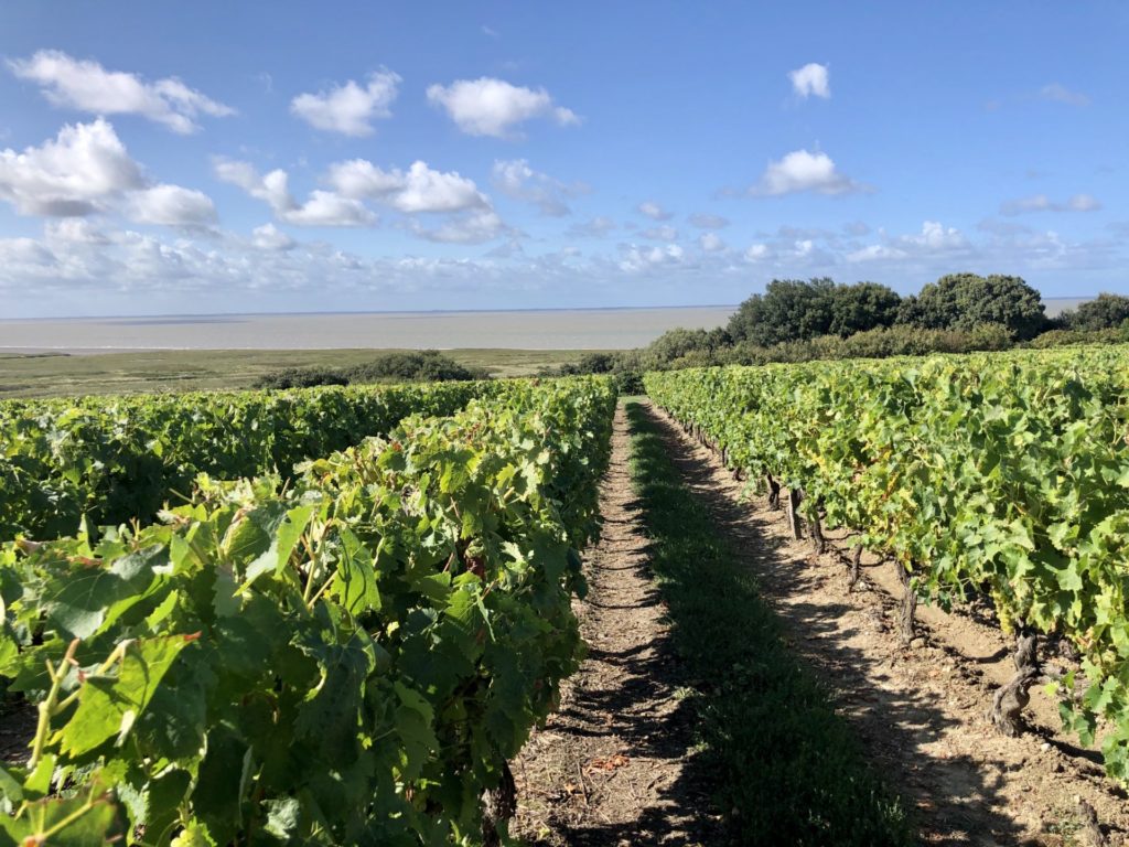 les vignes de cognac et l'estuaire de la Gironde
