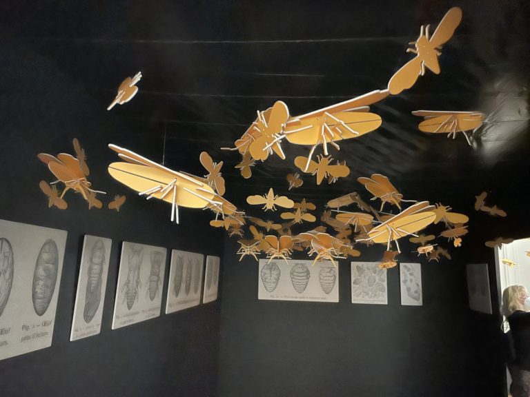 la boite noire exposant lee phylloxera dans une pièce du musée des beaux arts de cognac